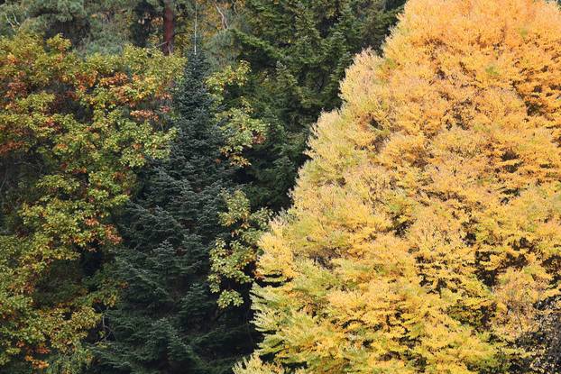 Obilazak Aboretuma Opeka u Marčanu, najvećeg arboretuma u Hrvatskoj
