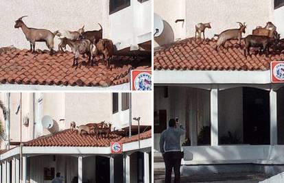Beeeeegajmo odavde! Snimio je koze na krovu restorana u Istri