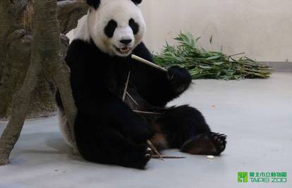 Ta divna stvorenja: Ova panda lažirala je trudnoću! Zašto?