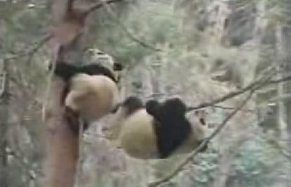 Zaigrana panda slomila granu i pala sa drveta