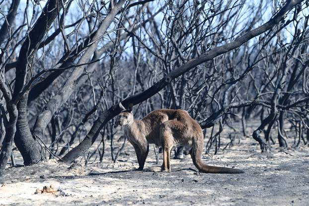 Prizori nakon požara iz Australije