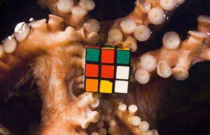 Hobotnice slažu Rubikove kocke i igraju se loptama