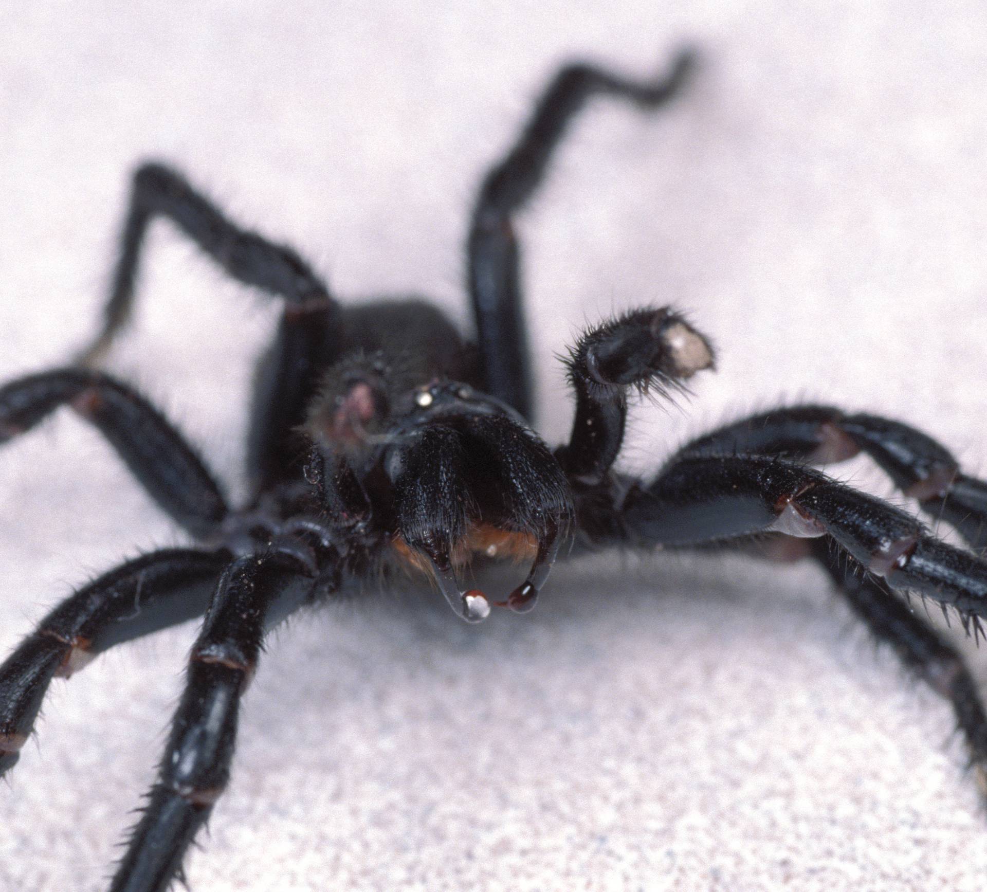 U otrovu smrtonosnog pauka krije se spas za milijune života