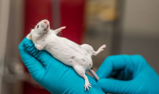 Znanstvenici produljili život miševima čak 33%! Smanjili su im unos jedne aminokiseline