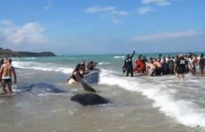 Ulješure viđene u našem moru, nasukale se na talijanskoj plaži