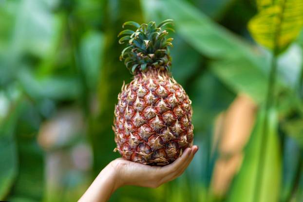 Girl holds ripe pineapple fruit on a background of green jungle with blue water. Luxury holidays in the tropics