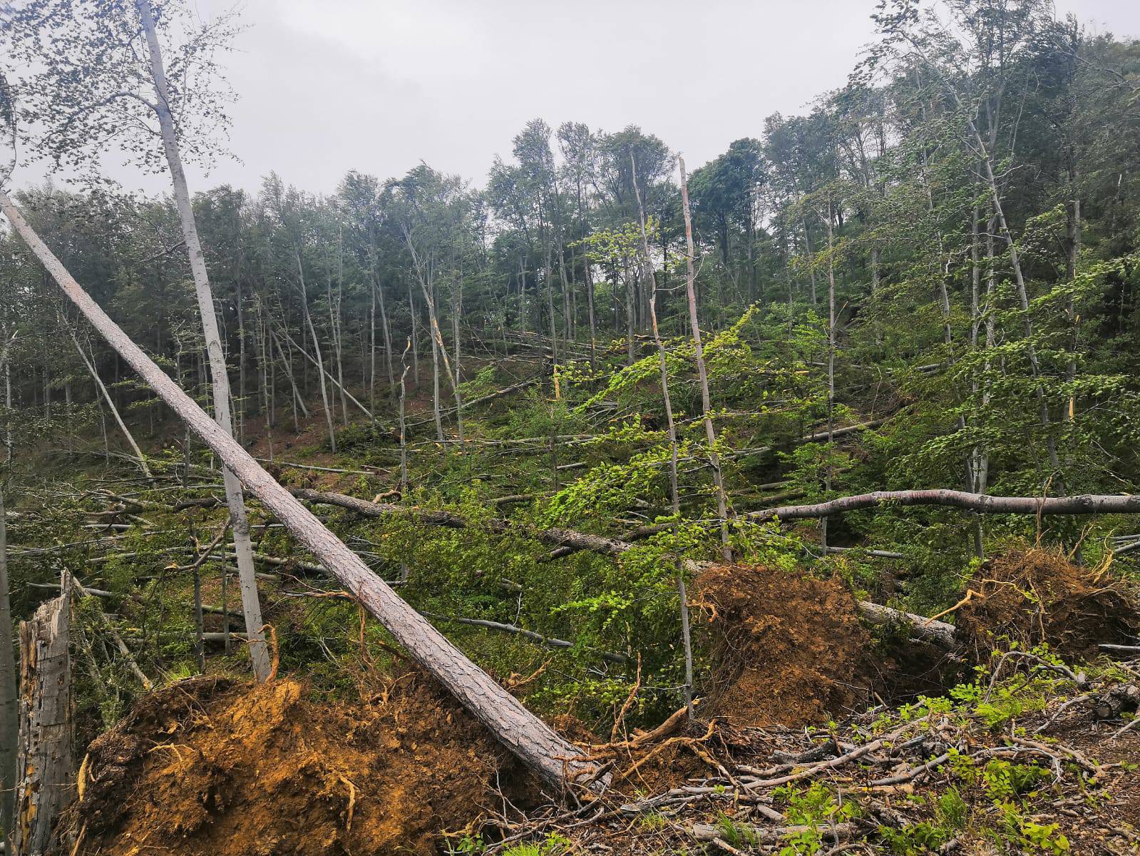 Prizor katastrofe: Oluja srušila stotine stabala na Medvednici