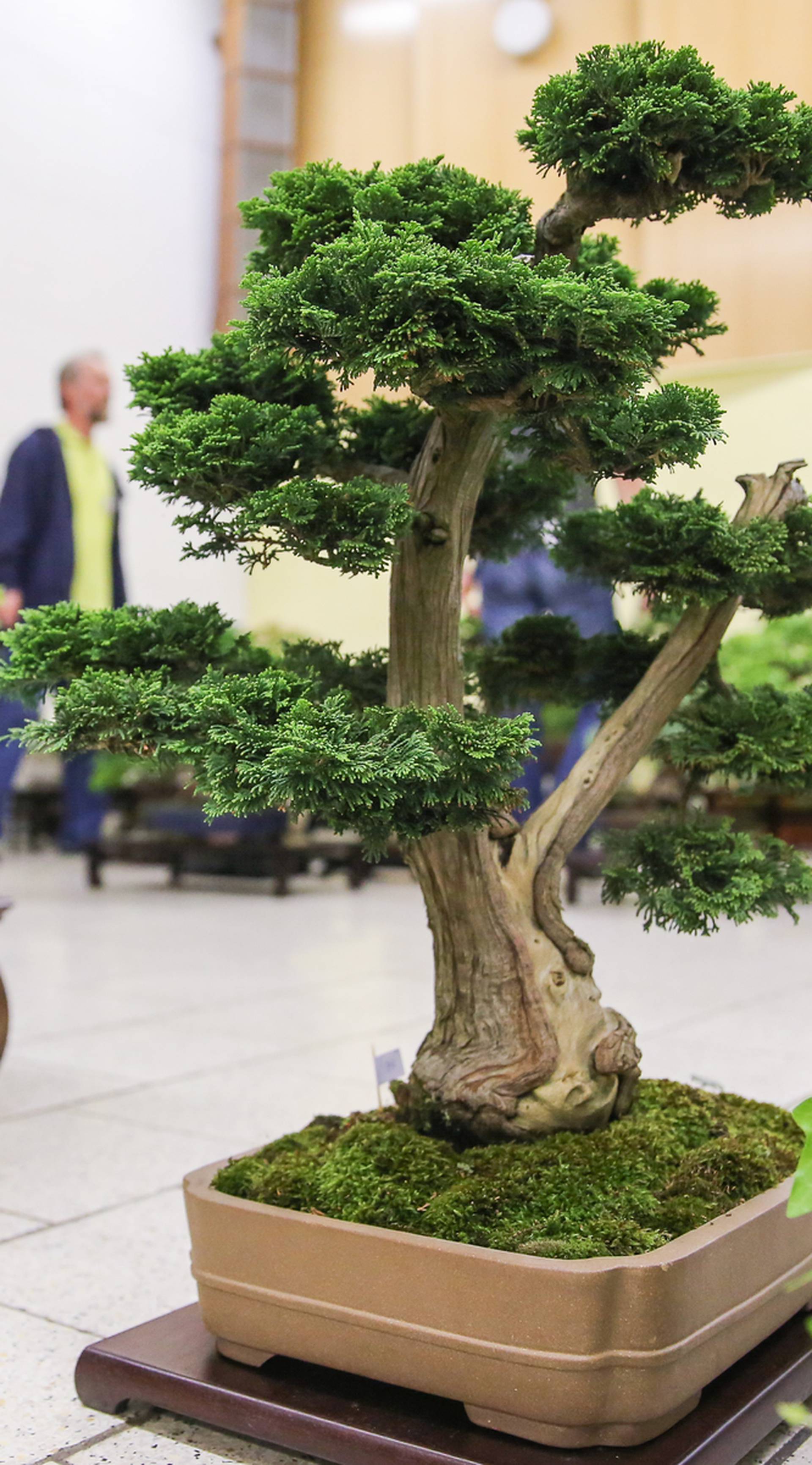 Bonsai exhibition in Leipzig