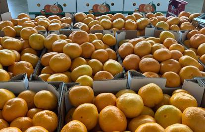Vučković najavila pomoći proizvođačima mandarina