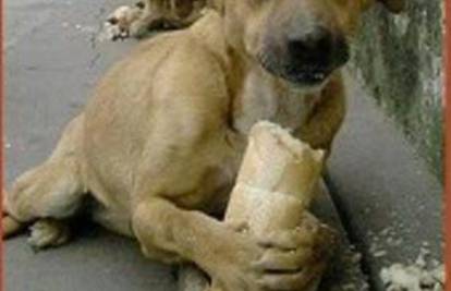 Varaždinski psi ostali su bez hrane i hitno trebaju pomoć