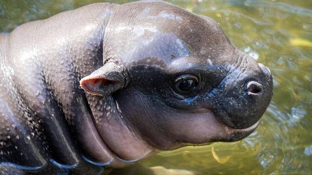 EXCLUSIVE: Move over Moo Deng! Adorable baby pygmy hippo Lololi stealing the spotlight