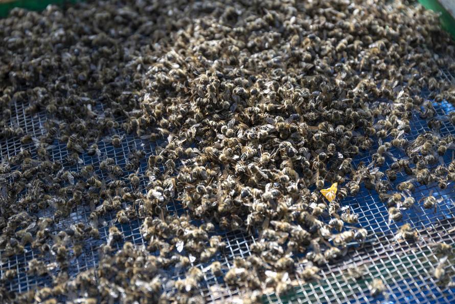 Vukovar: Pomor pčela na OPG Dumendžić