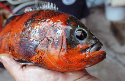 Ribič (44) u Savi rukama ulovio nepoznatu, egzotičnu ribu