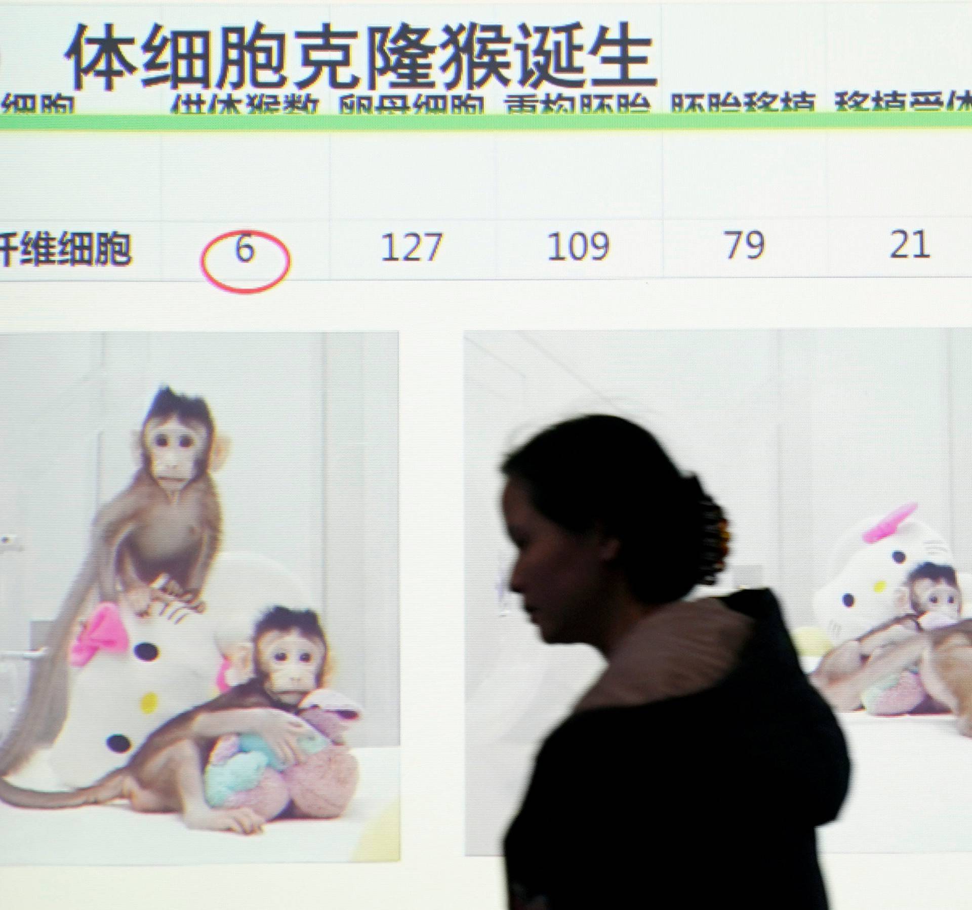 Pictures of Cloned monkeys Zhong Zhong and Hua Hua are seen at a news conference at the Institute of Neuroscience of Chinese Academy of Sciences in Shanghai