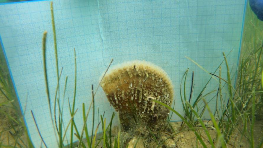 FOTO U Ninu pronašli dvije žive periske: U hrvatskom dijelu Jadrana je tek 27 živih jedinki