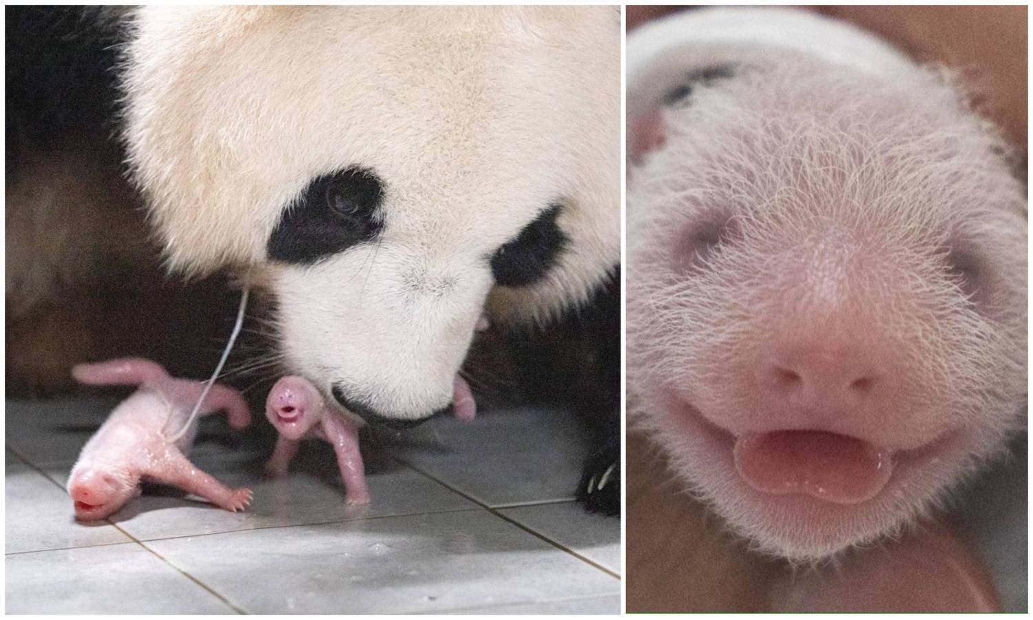 FOTO Preslatko! Velika panda prvi put okotila blizanke u Južnoj Koreji: 'Iskazuje ljubav'