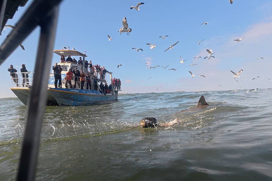 Disappearing great white sharks raise alarm over South Africa’s marine balance