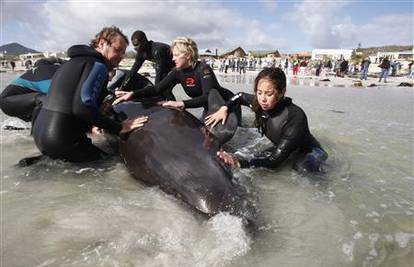 Na plaži u Cape Townu se nasukalo čak 55 kitova