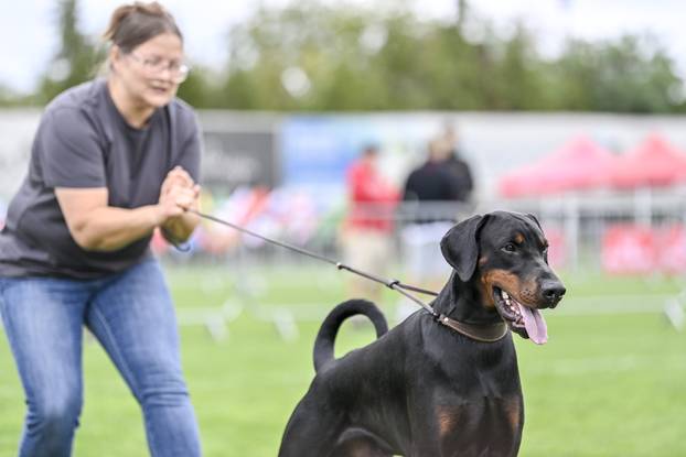 Velika Gorica: IDC Svjetsko prvenstvo pasmine doberman