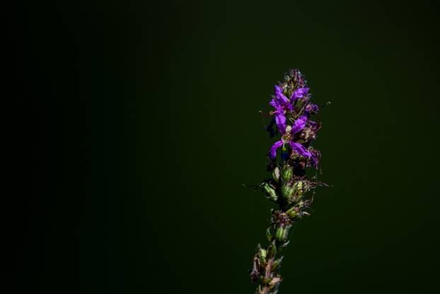 Zagreb: Biljni i životinjski svijet na jezeru Savica