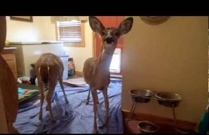 Preslatki gosti: Dva jelena mu bez pozdrava ušetala u kuću