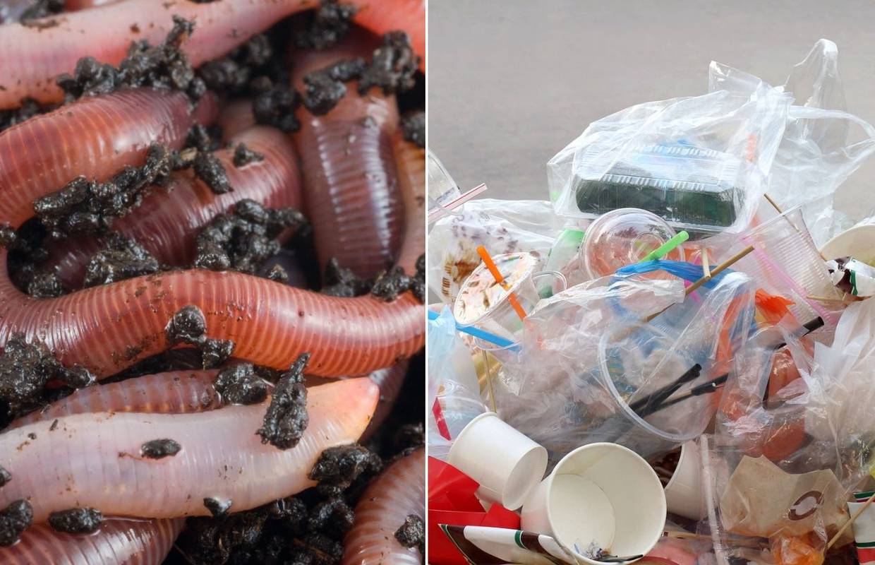 Upoznajte prirodne uništavače plastike - sićušna stvorenja koja stvaraju bioplastiku i biognojiva
