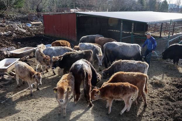 Vukovi haraju Zažabljem i rade štetu stočarima