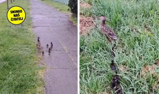 VIDEO Pomogao mami patki i pačićima u nevolji: 'Čekali smo zajedno zeleno na semaforu...'