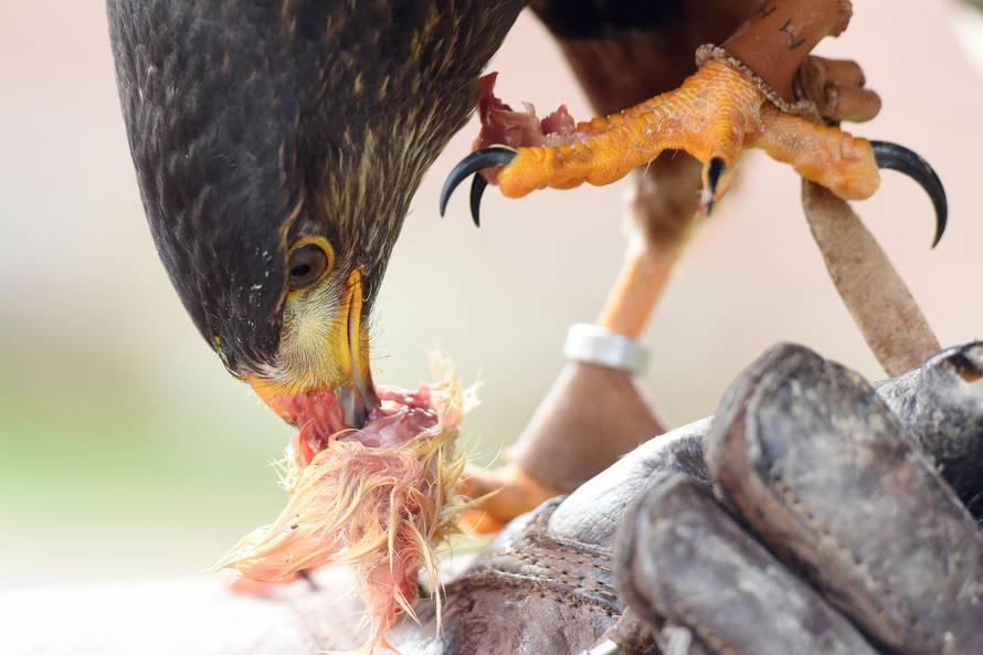 S pticama grabljivicama protiv vrana u Perivoju Zrinskih