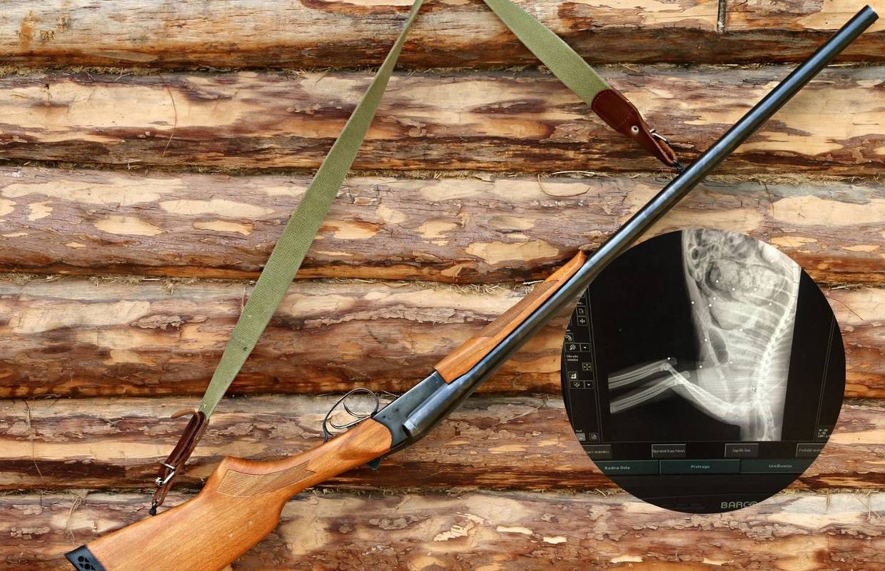 Lovac u Zagorju mački slomio vrat i ispalio u nju 20 hitaca