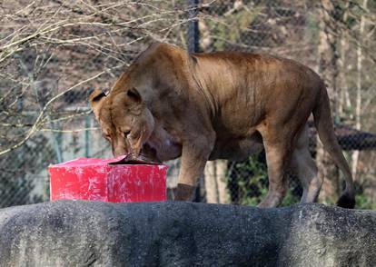 Tradicionalno darivanje životinja u zagrebačkom zoološkom vrtu na Štefanje