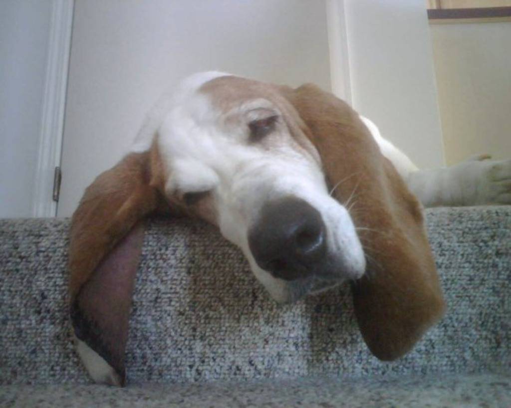 Facebook/George, the Very Tired Basset Hound