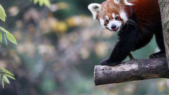 Međunarodni dan crvenih pandi u zagrebačkom Zoološkom vrtu
