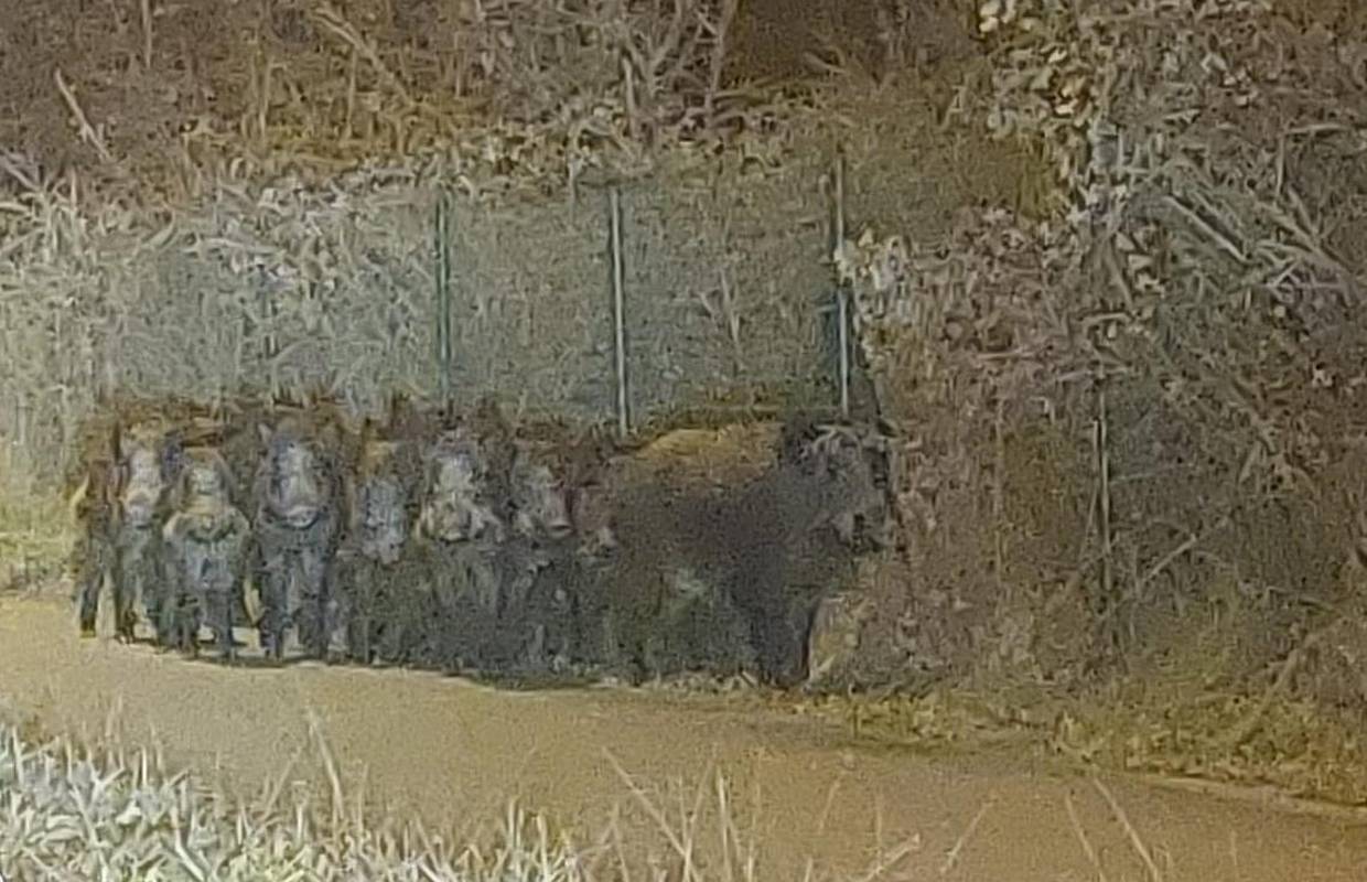 Ekipa, ajmo brzo preko ceste da nas ne rokKknu: 'Vidjela sam ih kod Poreča, bilo je i malih'