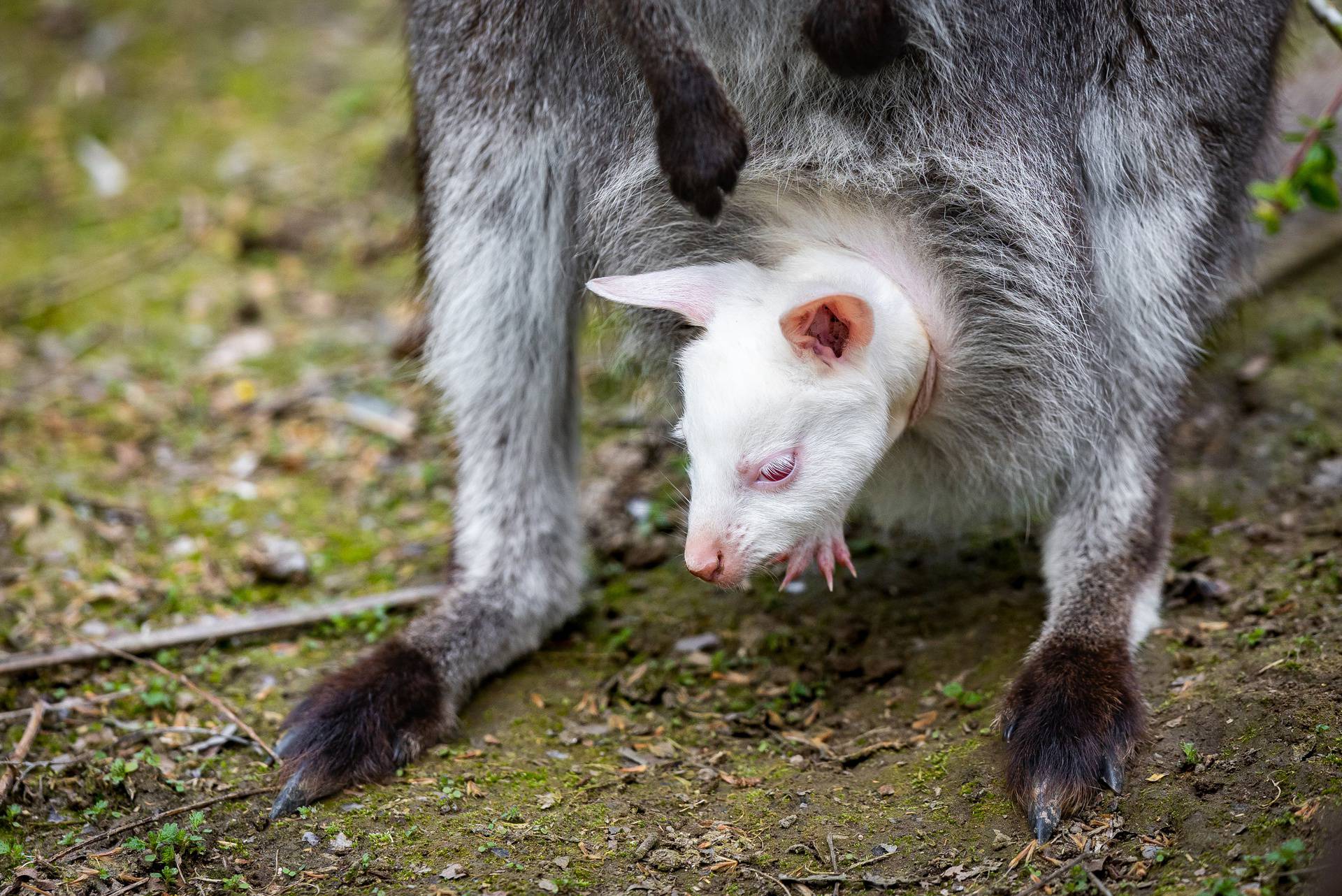 U osječkom zoološkom vrtu po drugi puta se okotio albino valabi