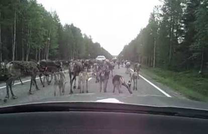 Promet u Finskoj: Tamo gužve ne izazivaju auti nego - sobovi