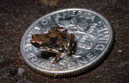 Pronašli su najmanju žabu na svijetu, dugačka je tek 7,7 mm