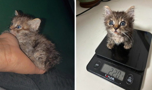 Si&cacute;u&scaron;ni ma&ccaron;i&cacute; te&zcaron;ak 220 grama postao viralna senzacija: Mjau!