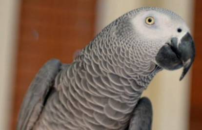 Papagaj nakon četiri godine progovorio na španjolskom