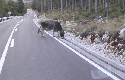 Krava se otela nadzoru vlasnika pa pasla uz cestu