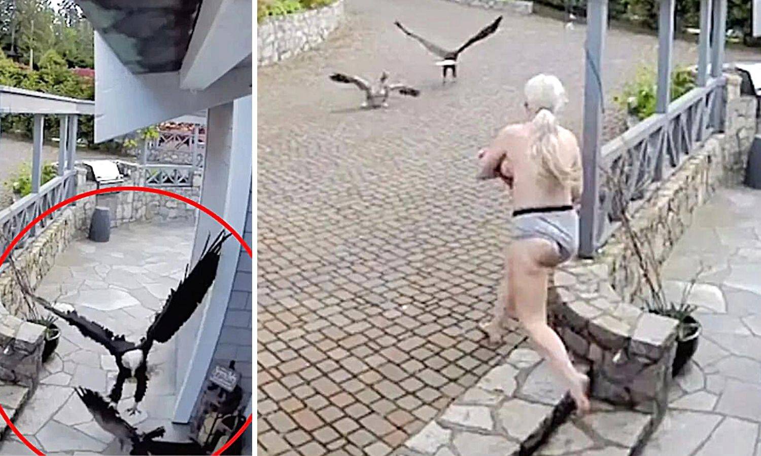 Polugola i neustrašiva: Žena u toplesu istrčala iz kuće i spasila svoju gusku od orlovog napada