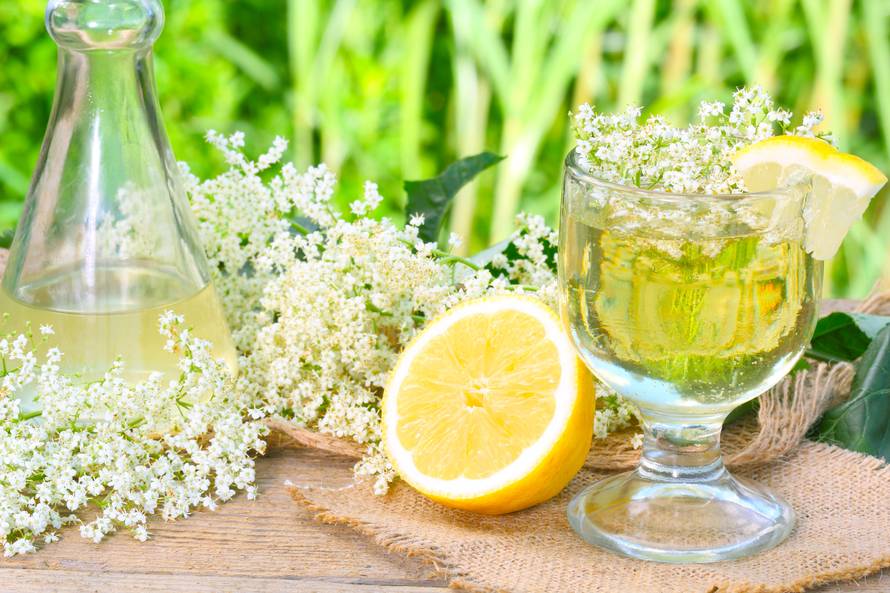 Krenite u berbu: Bazga uklanja kašalj i gripu, liječi upalu uha...