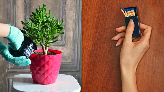 Jednostavan spas za 'otpisane' biljke - pokušajte trik sa šibicom