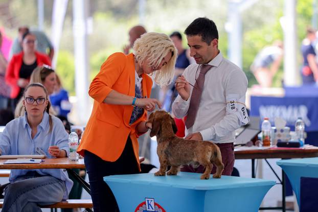 Zaton: Međunarodna izložba pasa pod nazivom CACIB Zadar 2025