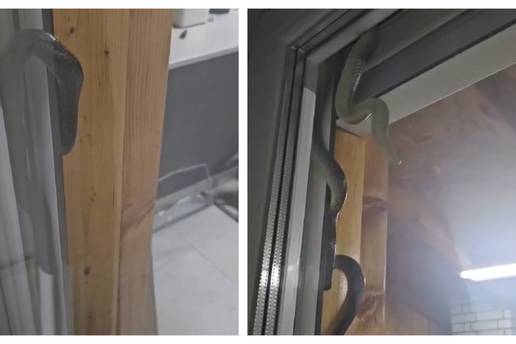 GRDOSIJA NA PROZORU Snimili zmijurinu u Ogulinu: 'Strah nas je otvoriti prozor, ima 2 metra'