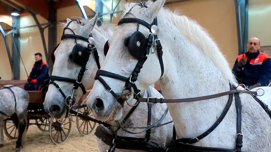 Vojvotkinja od Cornwalla uživat će u predstavi ergele Đakovo