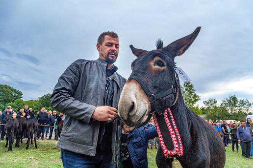 Magarac Benito iz Rovinja treći put osvojio titulu mistera Istre: Nema ljepšeg i bržeg od mene