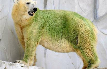 Bijeli polarni medvjedi su privremeno postali zeleni