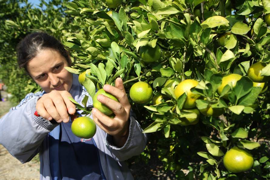 Proizvođači: Nema nam tko brati mandarine za 4000 kuna!