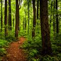 Europa teži ka bujnim šumama kroz obnovu bioraznolikosti